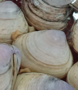 big clam
